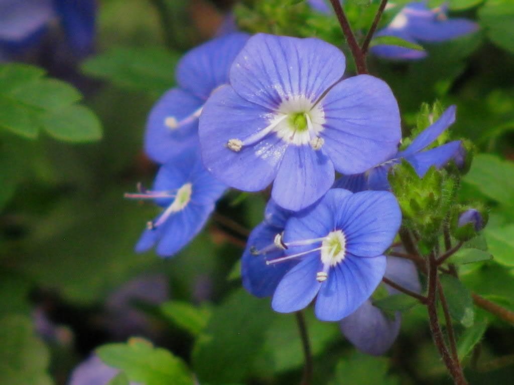 Veronica Repens Sunshine Golden Creeping Speedwell Common Speedwell