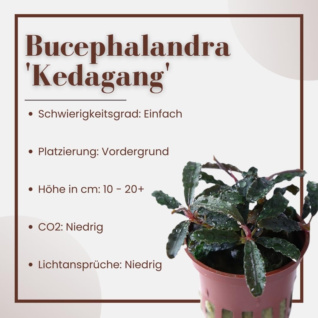 AquaOne Bucephalandra "Kedagang" roślina do akwarium, 3 sztuki, roślina wodna, roślina akwariowa, korzenie/kłącze, w pełni zakorzenione, łatwa w pielęgnacji, dekoracja Aquascaping
