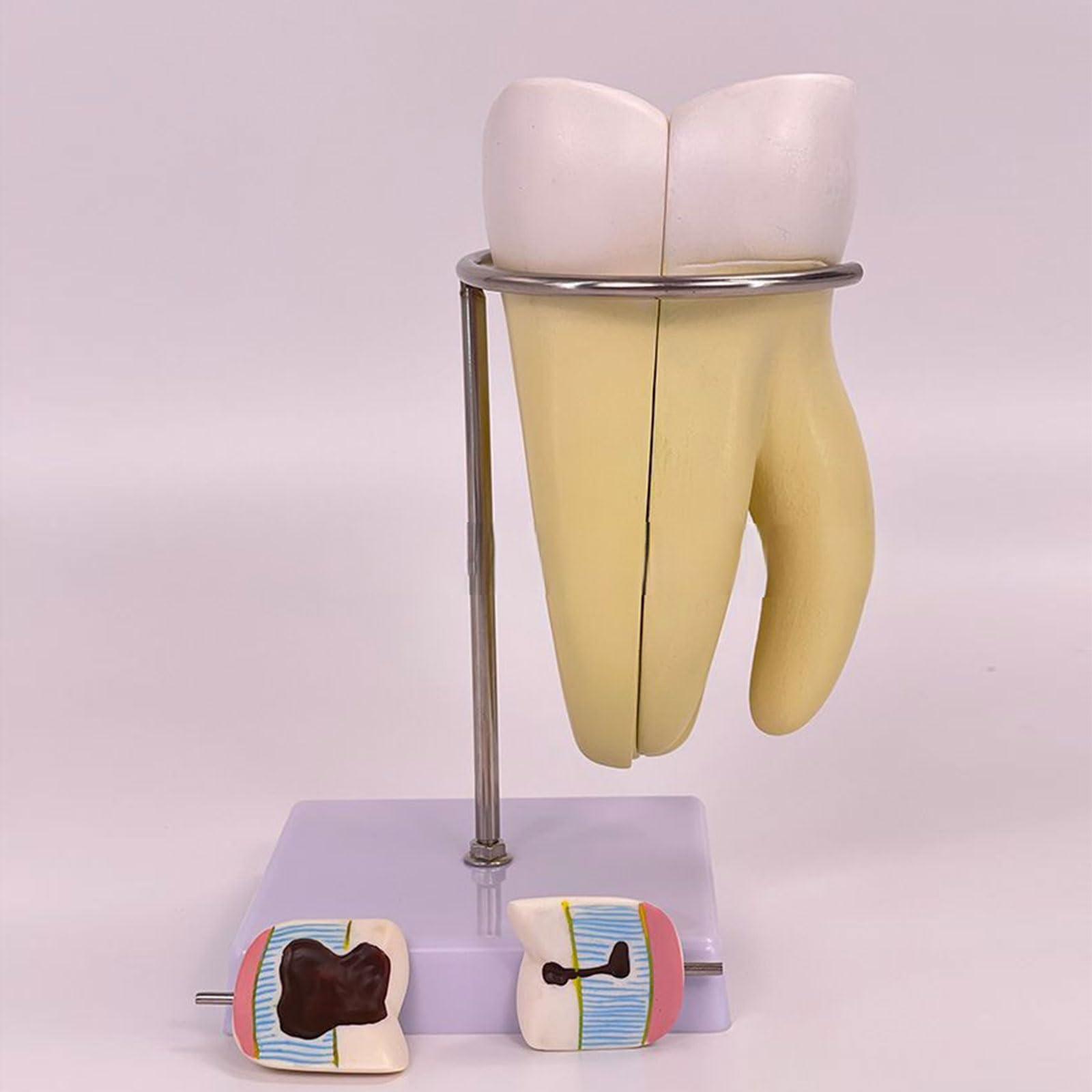 Model zębów trzonowych, zdejmowany model anatomii zębów do wyświetlania badań naukowych w warunkach medycznych i klinicznych, zęby zdejmowane zęby do edukacji pacjenta z numerami