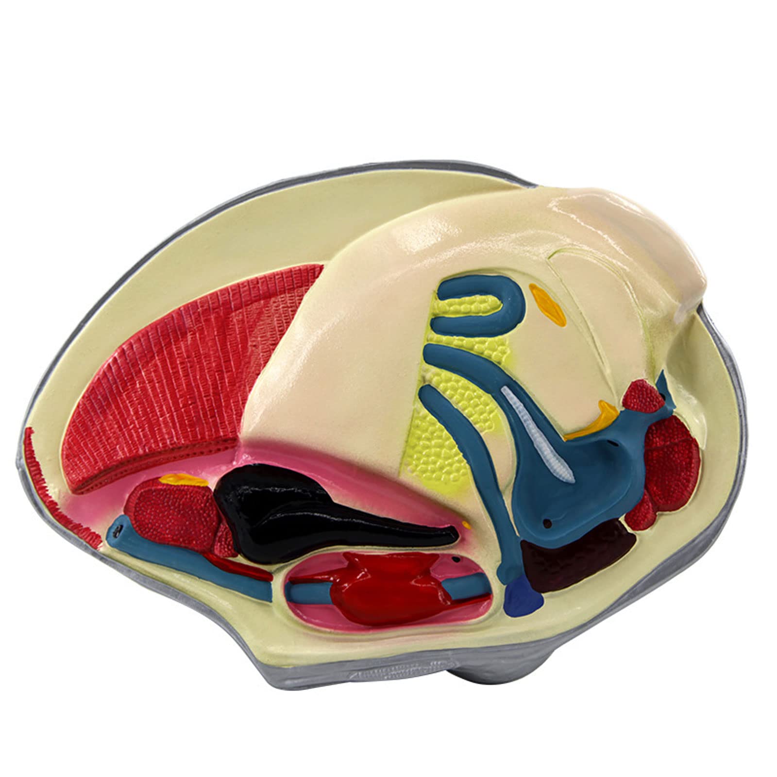 Muschelmodell, anatomisches Mollusken-Tiermodell, Fluss-anatomisches Modell für den Schulunterricht in Biologie, Naturwissenschaften