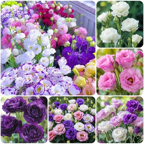 1000+Mixed Lisianthus Seeds for Planting-Lisianthus Thornless Roses Seeds