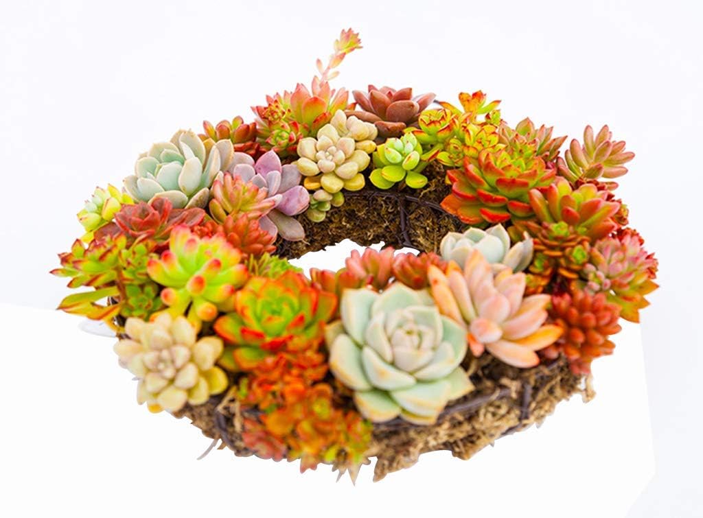 Round Wire Wreath Frame Hanger, Succulent Metal Hanging Plant Holder - Metal Wire Wreath Frame Form Hanger with Hook for Home Garden Decor(NO Plants)