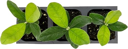 Miniatura 7 de 3 árboles de guayaba de piña (feijoa)  Plantones vivas en cubos de vivero de 2.5 pulgadas  Variedad Feijoa Sellowiana  Árboles y arbustos frutales