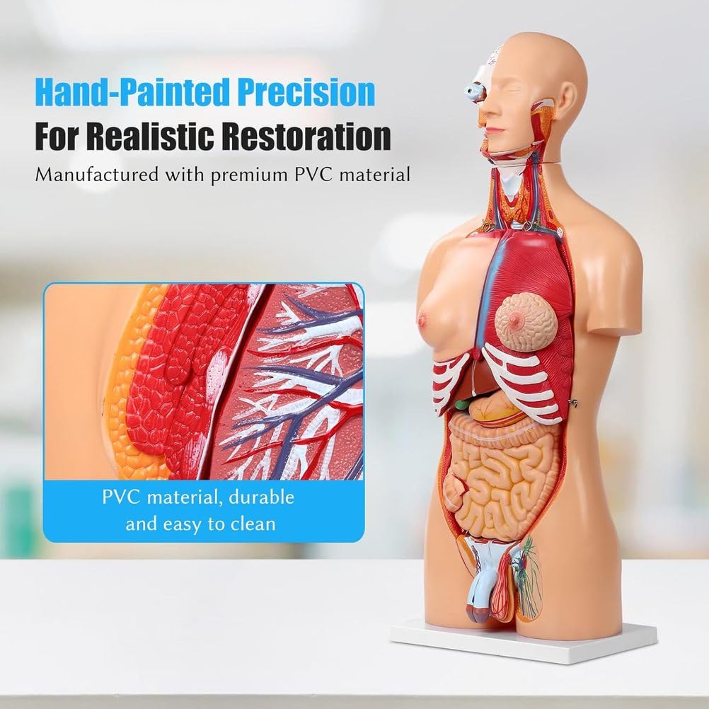 85Cm Model Anatomiczny Układu Narządów Tułowia Człowieka 25 Części Medyczny Tułów Narządy Wewnętrzne Model Anatomiczny Mięśni Model Połowy Ciała