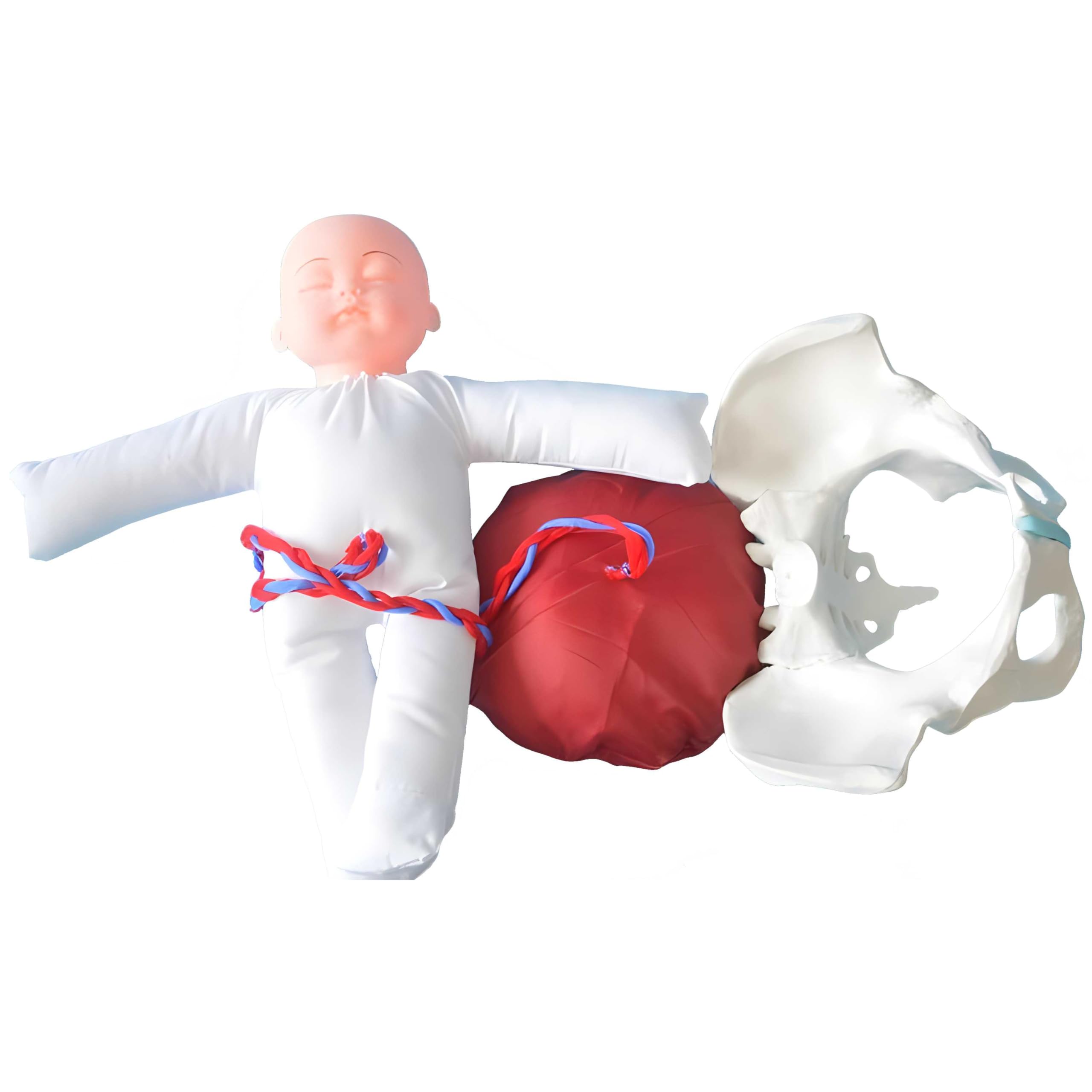 AMITD Modello di nascita per ostetriche con fondo pelvico e neonato per simulazione realistica