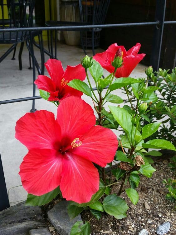 Rare Red Hibiscus Gudhal (गुडहल) Flower Plant, Live Gudhal Flowr Plant ...
