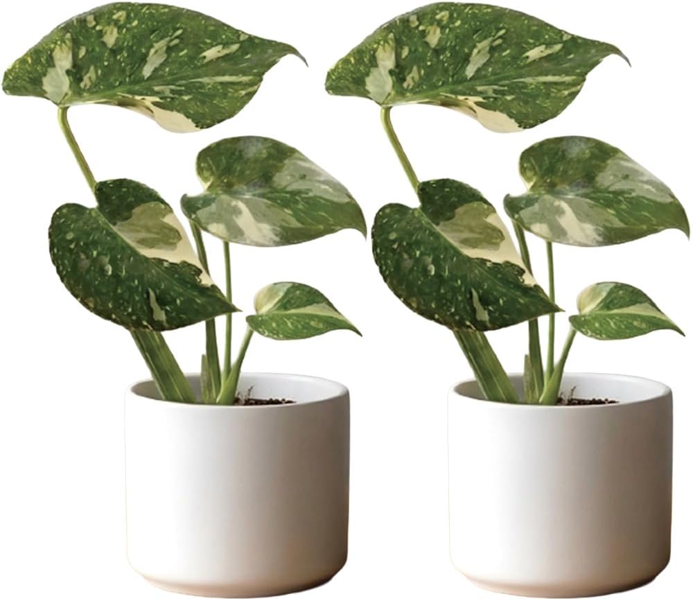 [理想の生活館] モンステラ 観葉植物 本物/斑入り タイコンステレーション スリット鉢 おしゃれ インテリア ギフト (Sサイズ 2個セット)