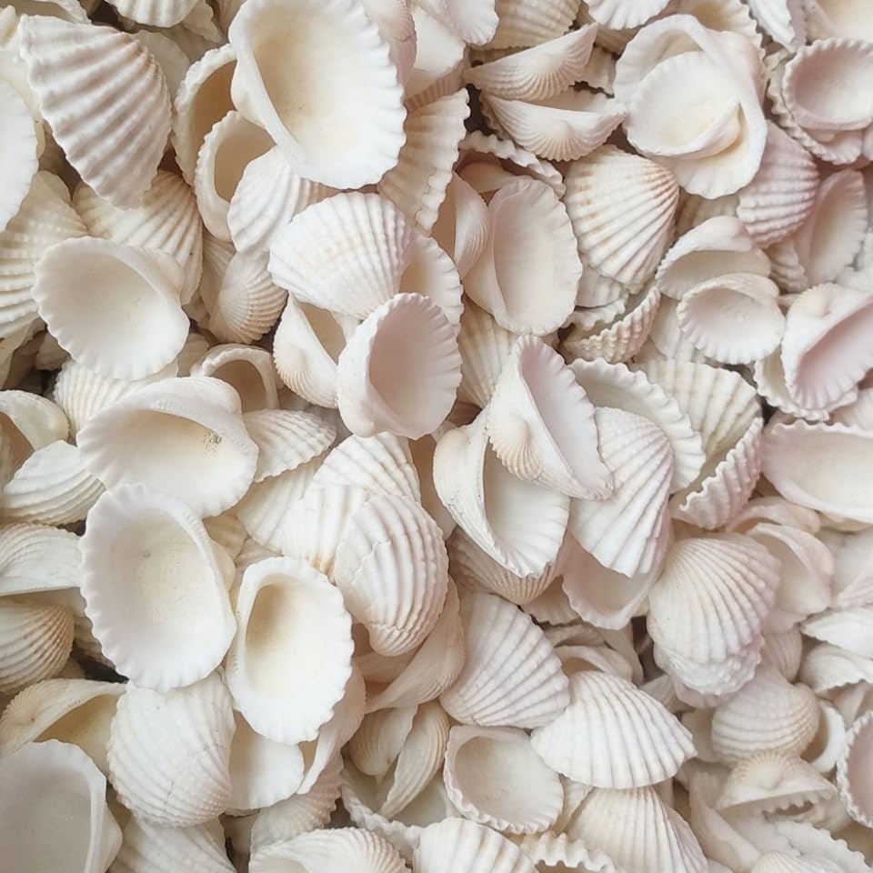 TENGWA Coquillage Decoration 500 g 20-35 mm Coquille Saint Jacques Coquille Remplissage pour Vases pour Fêtes sur Plage Décoration de Mariage Aquariums et...