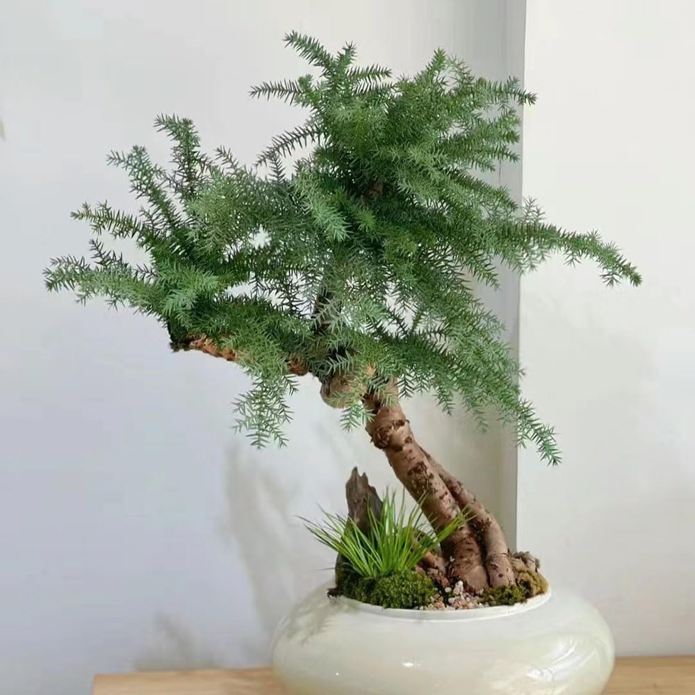 80 pcs zimmertanne echt samen, bume kaufen, pflanze (Araucaria  Heterophylla) zimmerpflanzen echt, balkonpflanzen bodendecker pflanzen  winterhart, blumengarten bonsai baum echt, seed : Amazon.de: Garten