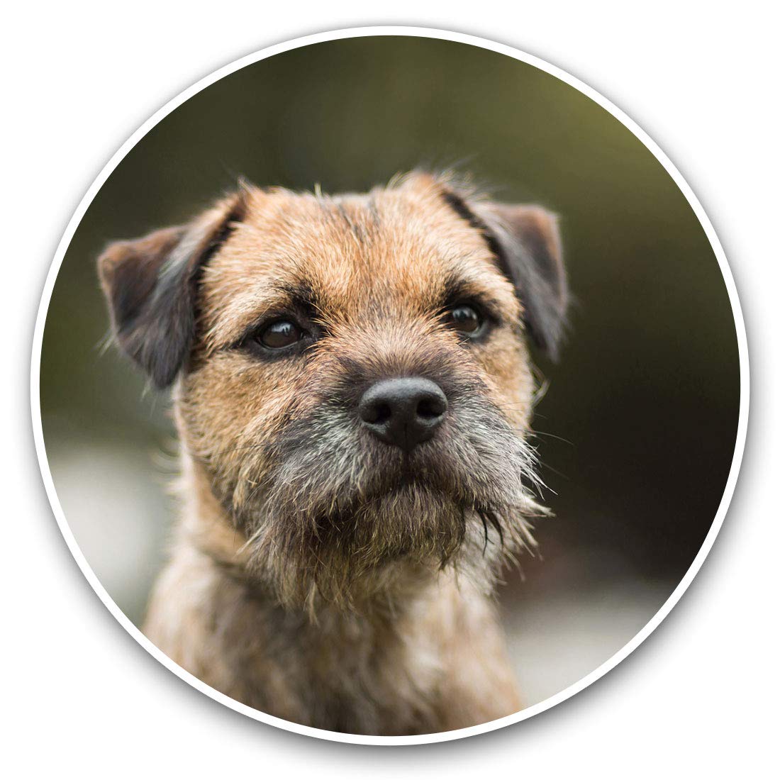 Destination Vinyl Ltd Brown Border Terrier Dog Puppy 15940 Vinyl Stickers (Set Of 2) 7.5Cm - Brown Border Terrier Dog Puppy #15940