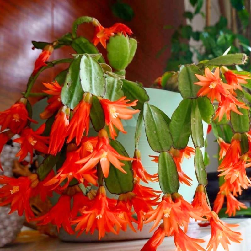 Miniatura 2 de Planta de cactus de Pascua naranja viva, plantas de interior que florecen en las fiestas, plantas de interior vivas, suculentas bien arraigadas de 5