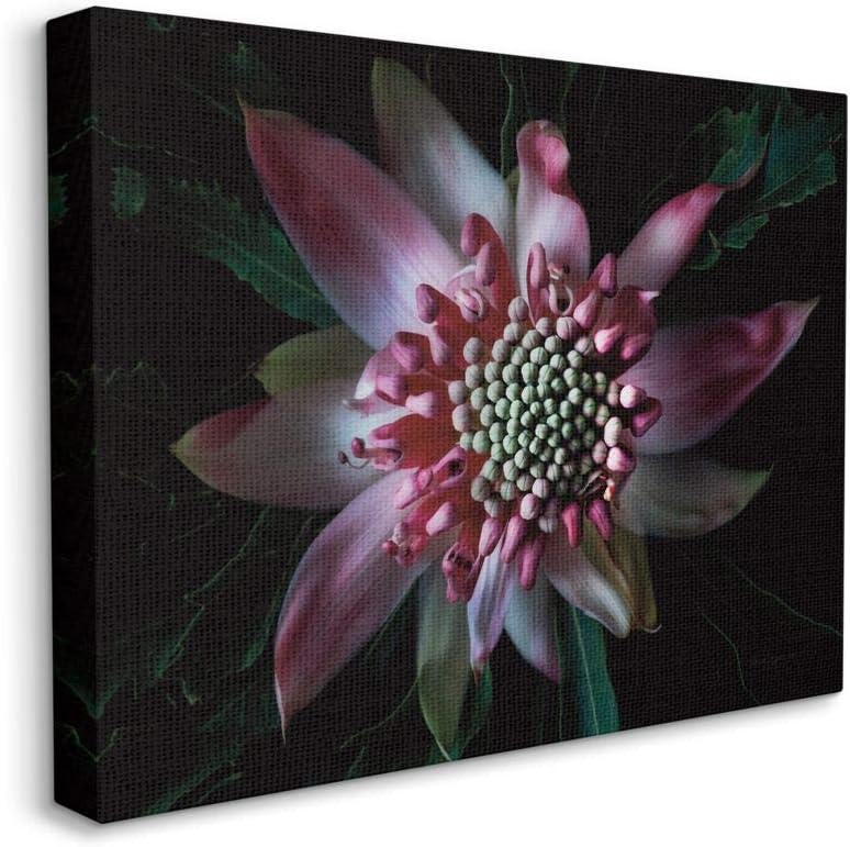 Stupell Industries Close Up Flower Pistil Details Pink Black Nature Photograph, Designed by Elise Catterall Wall Art, 24 x 30, Canvas
