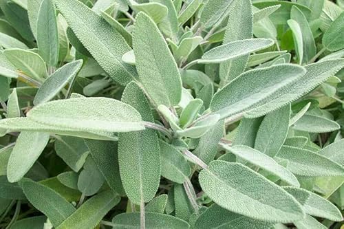 30 SEMI DI SALVIA COMUNE