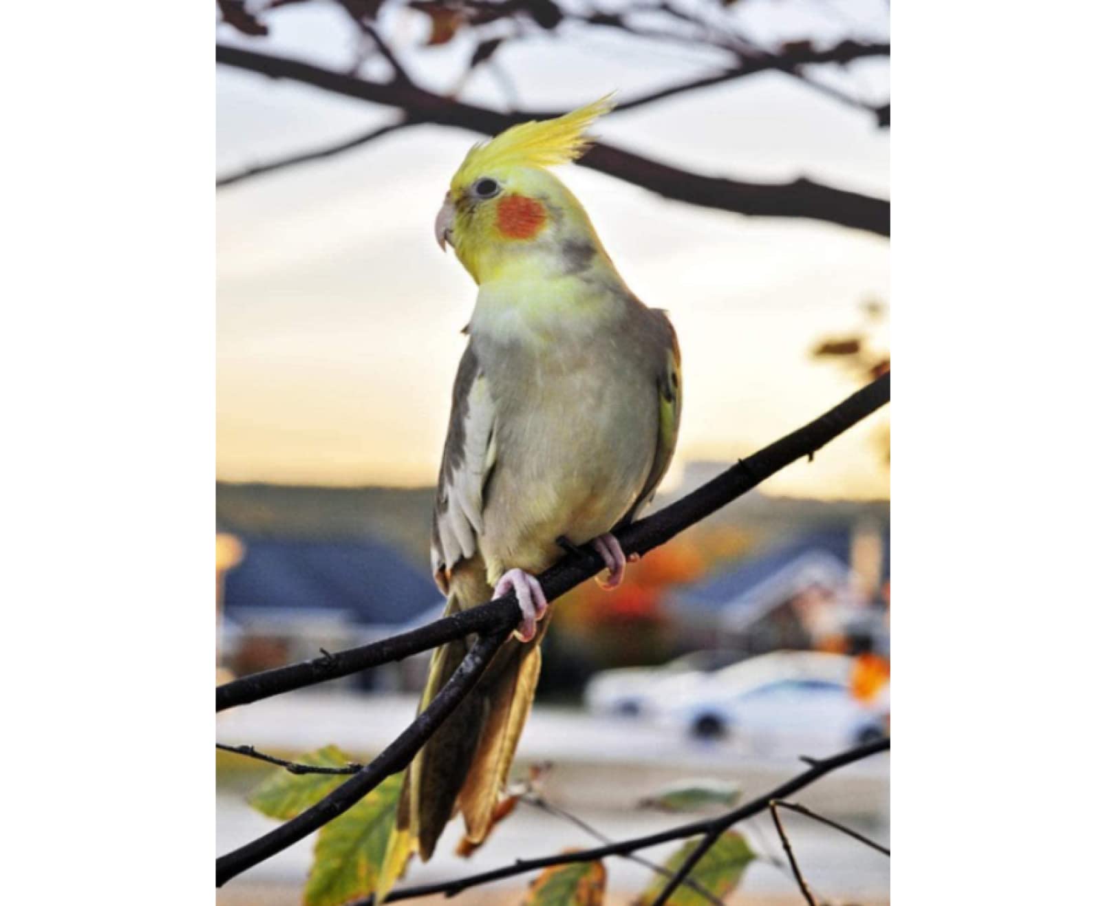 Nprzm H129 Diamond Painting,Cockatiel Animal,5D Diamond Art Kits For Adults,Mosaic Crystal Craft Kits For Home Wall Decor 30X40cm