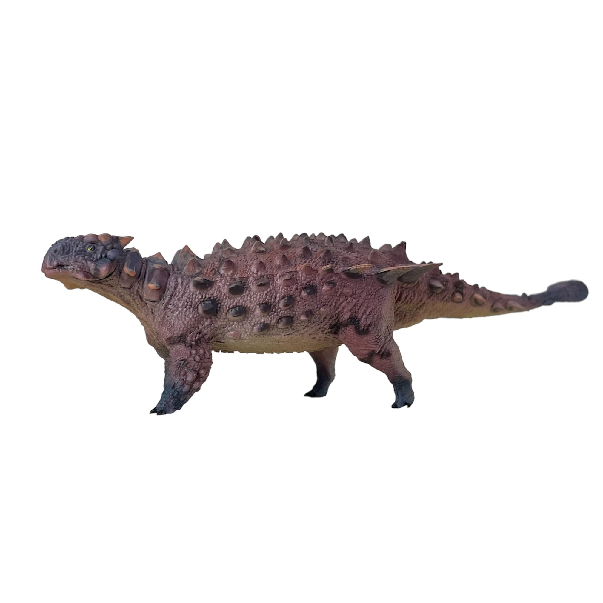 Amazon.com: HAOLONGGOOD New Saichania 1：35 Science and Art Model