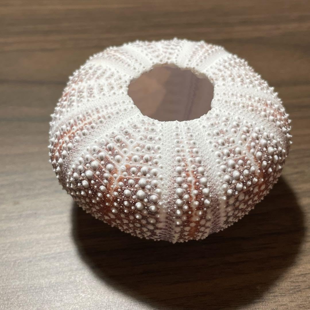 Amazon.co.jp: ヨーロッパオオウニ ⑪ 7.54㎝(レインボーウニ