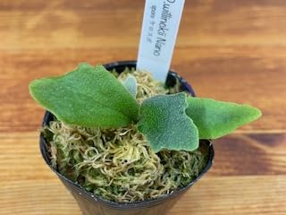 つ*ー様 ビカクシダ　ウィリンキー　ナノ　スポア　ドワーフ ビカクシダ ウィリンキー ナノ スポア | GREEN LUCK