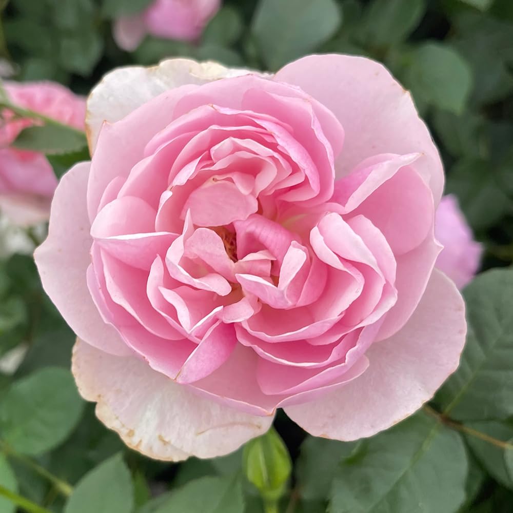 YouGarden Harkness Rose 'Thank You' ™, 4 Litre Pot