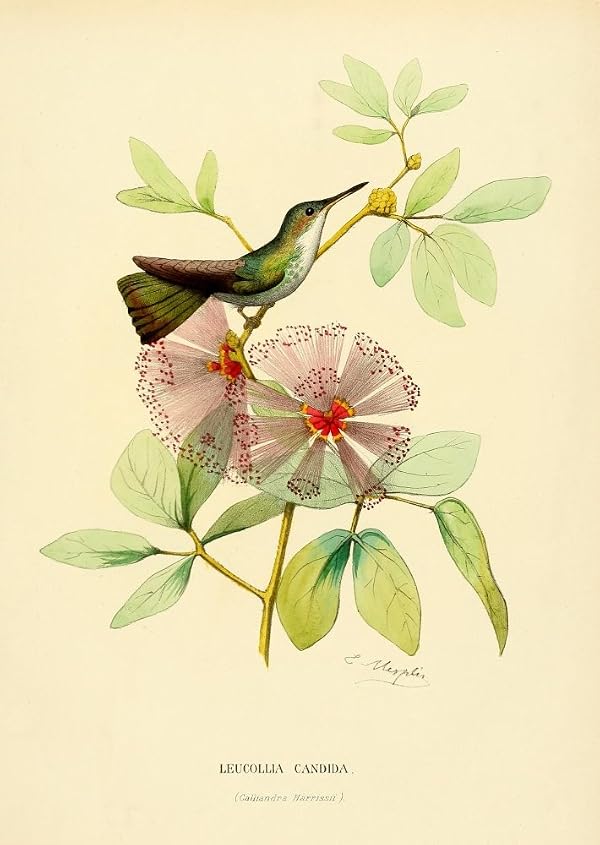 Posterazzi Oiseau Mouches 1874 Leucollia Candia Poster Print by L. Bevalet, (18 x 24) by Posterazzi - Used condition - US$21.10