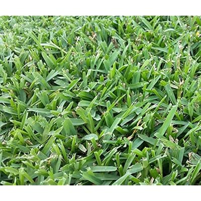 Buy Seed Ranch St Augustine Seville Grass Plugs 2 Trays Online In Italy B0qqdn98 Buy Seed Ranch St Augustine Seville Grass Plugs 2 Trays Online In Italy B0qqdn98