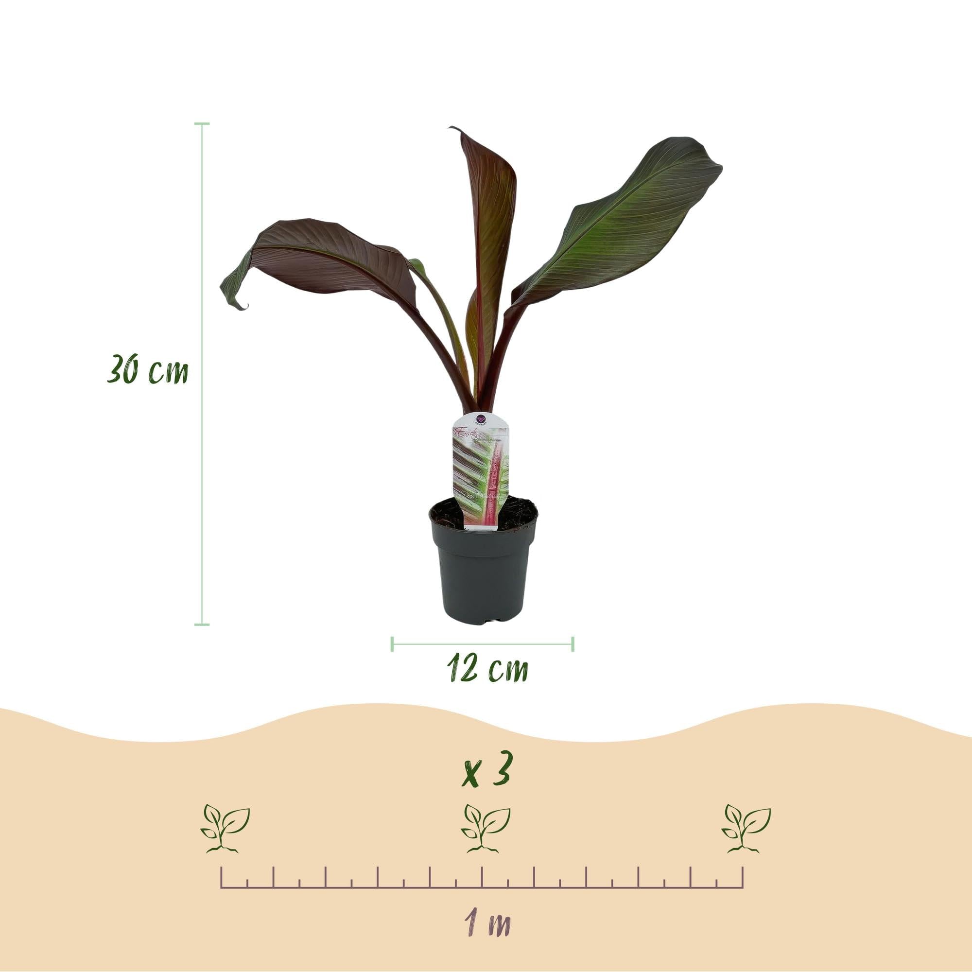 GreenboutiQ - Plante fruitière - Plante à bananes - Ensete ventricosum Maurelli - Résistante à l'hiver - 4 plantes - Pot 12cm Hauteur 30cm