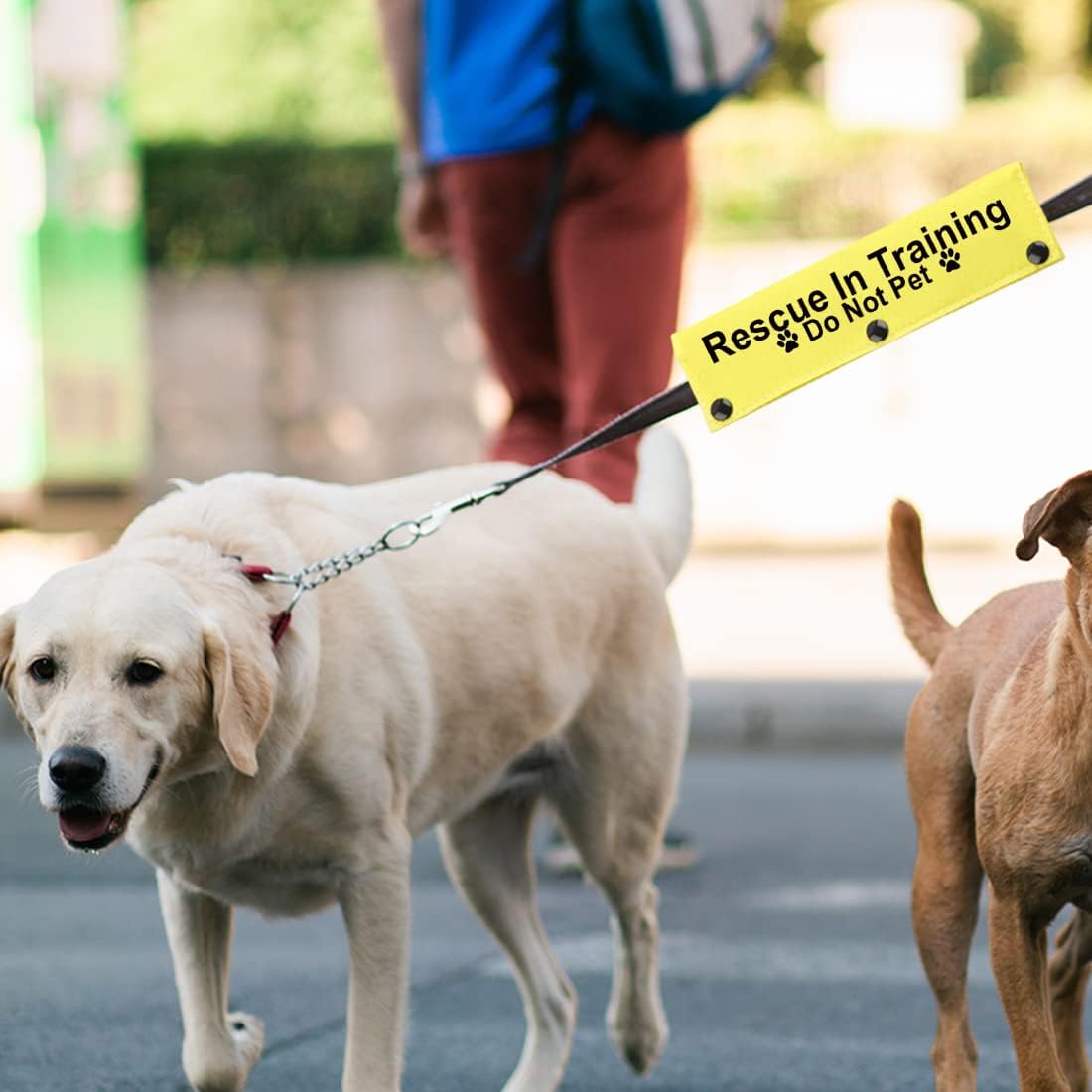 JXGZSO Rescue in Training Do Not Pet Dog Leash... 13 JXGZSO Rescue in Training Do Not Pet Dog Leash...