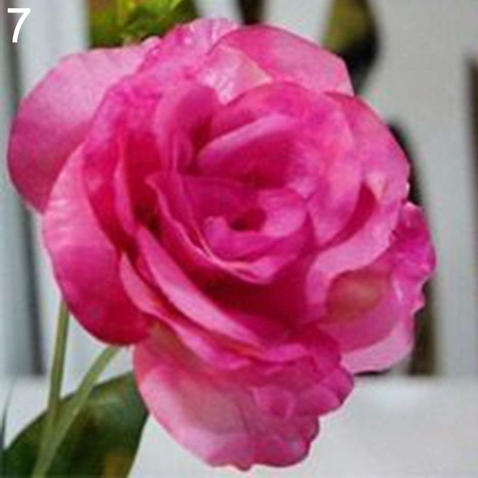 50 pezzi giardino balcone pianta eustoma Fiore lisianthus semi casa ornamento 7 per Donne, uomini, Bambini, principianti, giardinieri Regalo