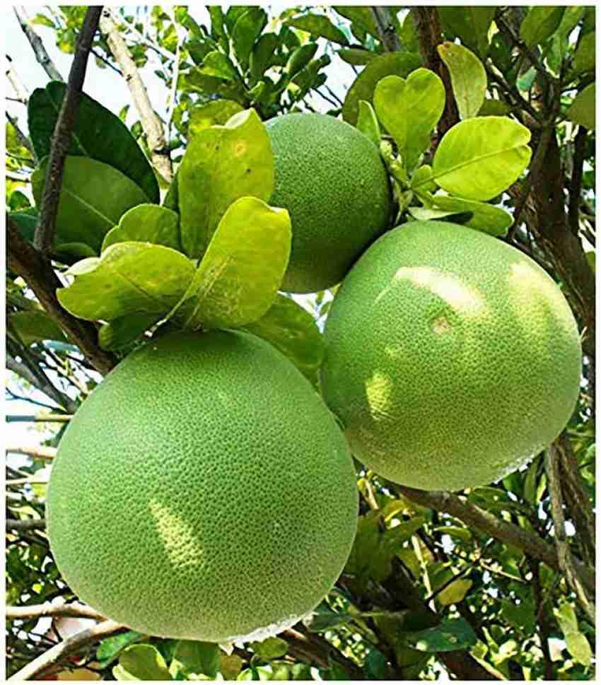Image of GreenWorld Special Big Size All Time Batabi Lemon /Lebu Plant,(GRAFTED /GUTI KOLOM) Healthy Live Plant,''Fruit After 1 Year''