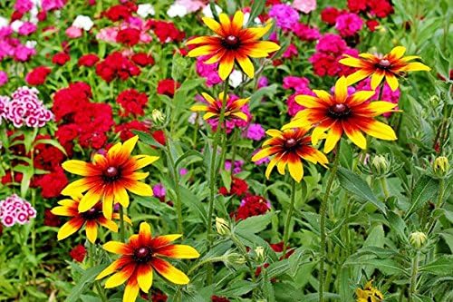 Miniatura 9 de Más de 300 semillas de flores Gloriosa Daisy Rudbeckia Hirta, Susan de ojos negros, bienal, hermosas, de Estados Unidos