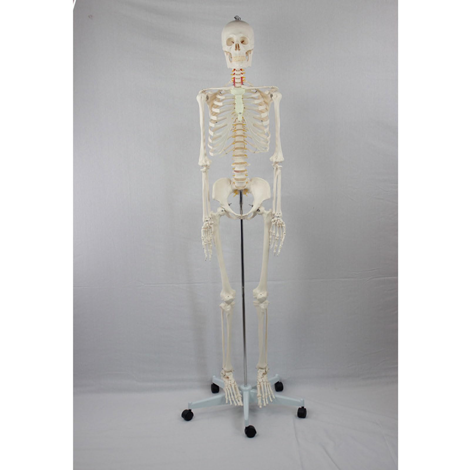 176Cm Modelo Esqueleto Anatómico Humano Mujer Adulta Modelos Esqueléticos Esqueleto Blanco De Nervio Espinal Modelo De Yoga Equipo Médico De Enseñanza Herramientas