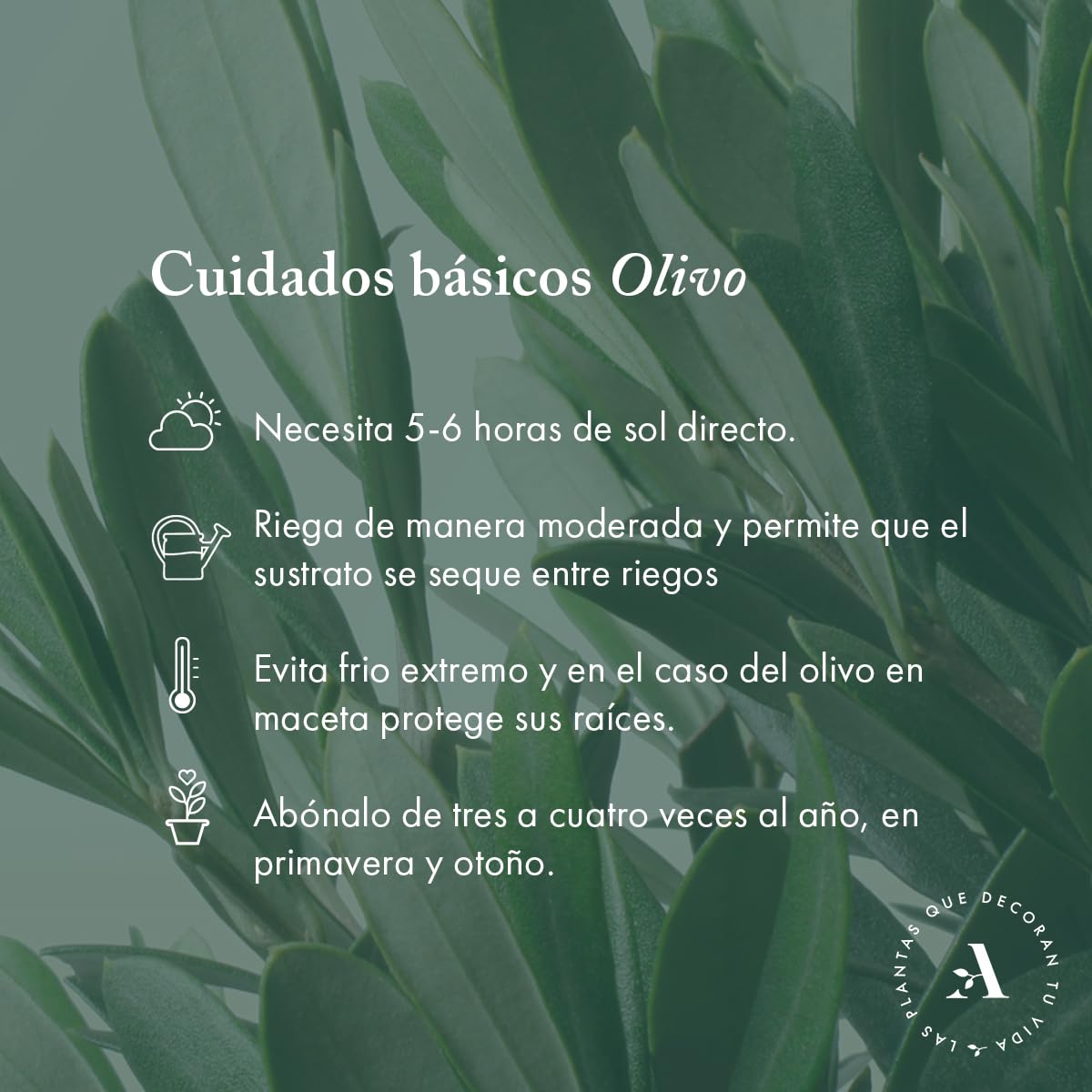 Olivo u Olea Europea | Planta natural ideal para exterior con altura 30-40 cm en maceta tipo tarrina 19ø | April Plants