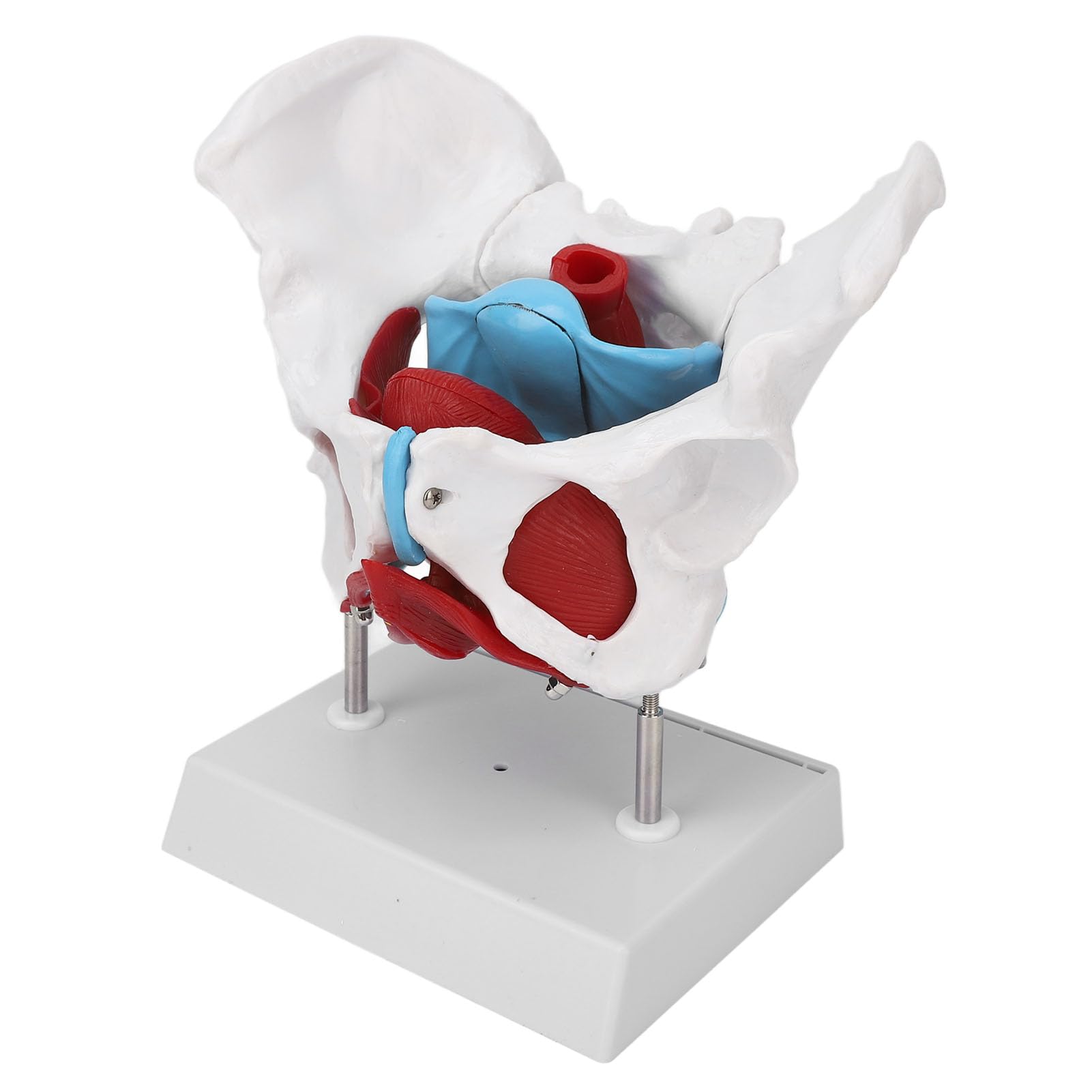 Model Anatomii Podłogi Miednicy Zdejmowanej żeńskiej Miednicy do Położnej, Nauczanie Kliniczne z Materiałem PVC Premium i stabilną podstawą
