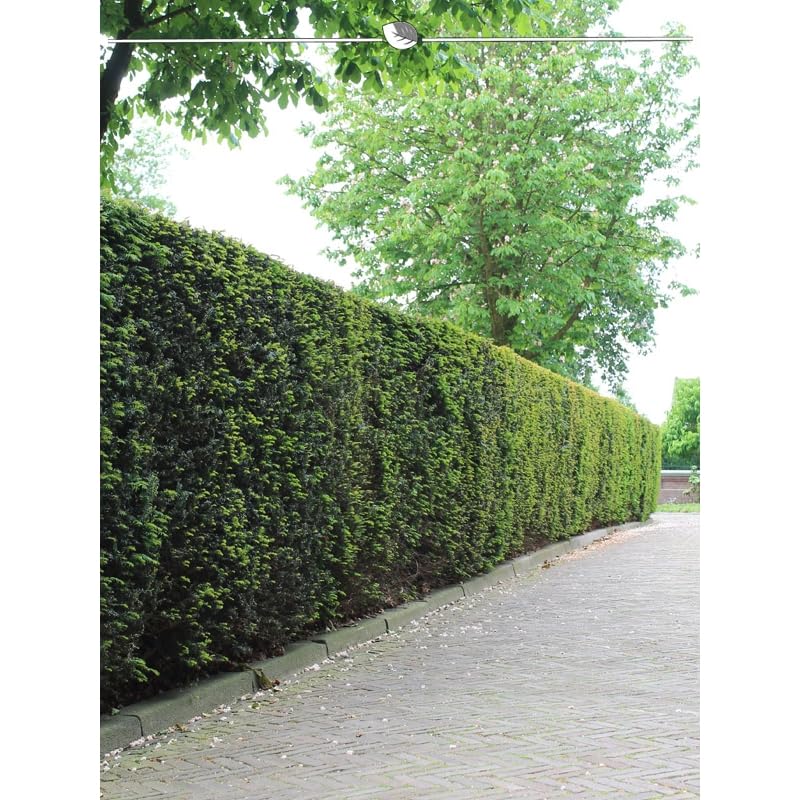 thuja brabant pflanzen Thuja 