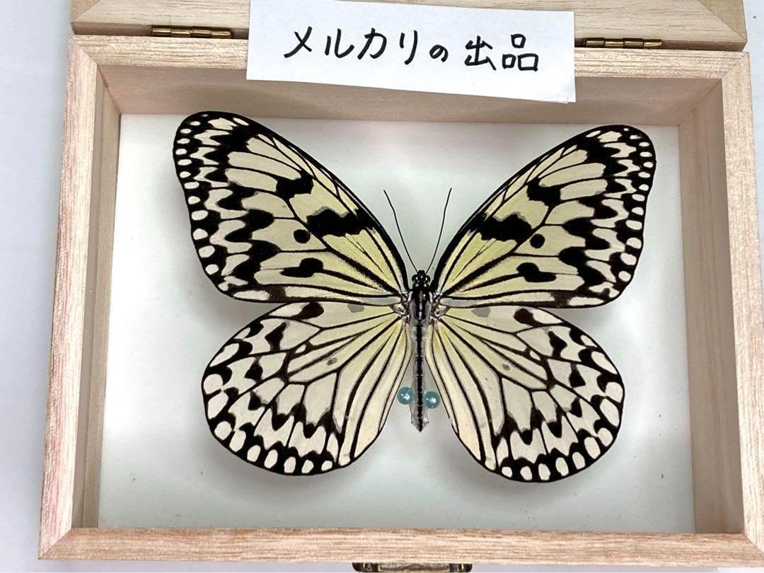 希少蝶の標本採取84/87/2003年　オオゴマダラ等現状品41x50x6cm 蝶の標本 希少多様な種類標本ガラス木箱現状品のみ41x50x6cm