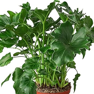 Philodendron Little Hope Live Plant - Thumbnail 3