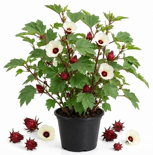Roselle Hibiscus Live Plant 4-6 Inch Tall, Ornamental Tropical Flowering Shrub Plant for Outdoor Gardens
