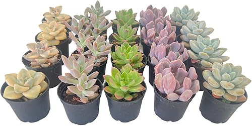 Paquete de 20 plantas suculentas surtidas, suculentas vivas totalmente enraizadas en macetas de 2 pulgadas, plantas de casa únicas en maceta para