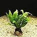 Java Fern Microsorum Pteropus Potted Freshwater Easy Tropical Live Aquarium Plant Decorations 3 Days Guarantee by Mainam