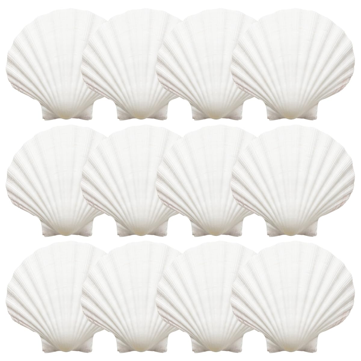 12 białych muszelek, 9-10 cm, duże muszle, muszle, naturalne muszle, do rzemiosła DIY, dekoracja kuchni, dekoracja przekąsek, dekoracja akwarium, na plażę