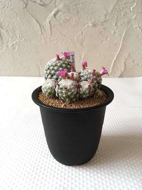 Amazon 花工房エルソル サボテン マミラリア 姫春星 観葉植物 オンライン通販