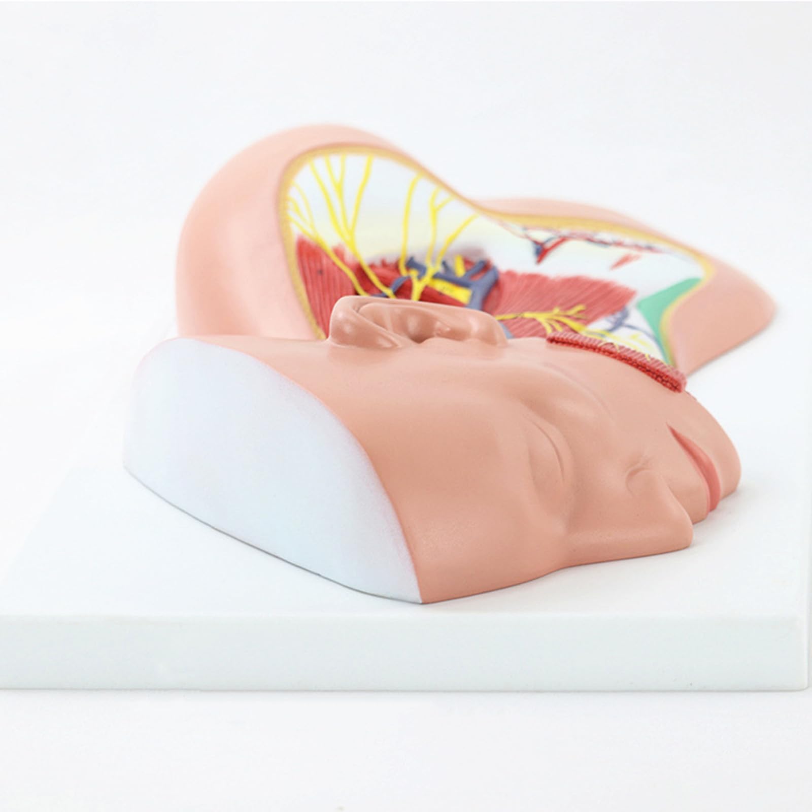 Model Powierzchownych Mięśni Szyi Nerwowo -Naczyniowych - Częściowy -Anatomiczny Model Szyi, Naukowo Dokładne Materiały Dydaktyczne Medyczne.