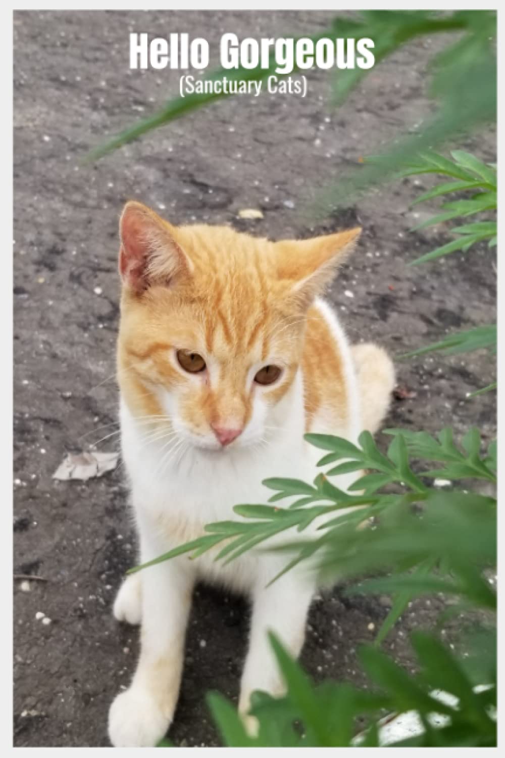 Journal- Sanctuary Cats Series-Hello Gorgeous