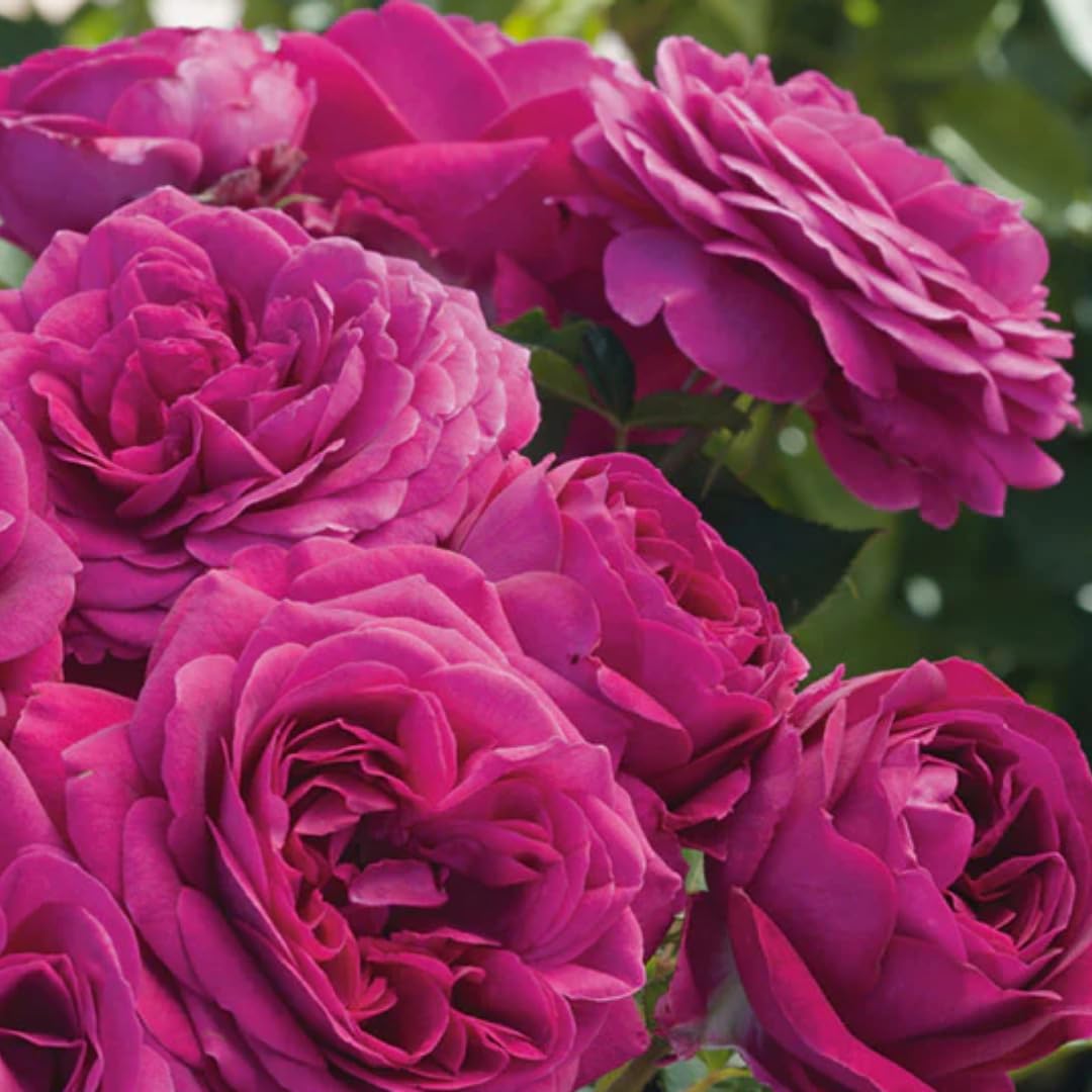 Amazon.com : Deep Purple Climbing Rose Live Plant, Fragrant