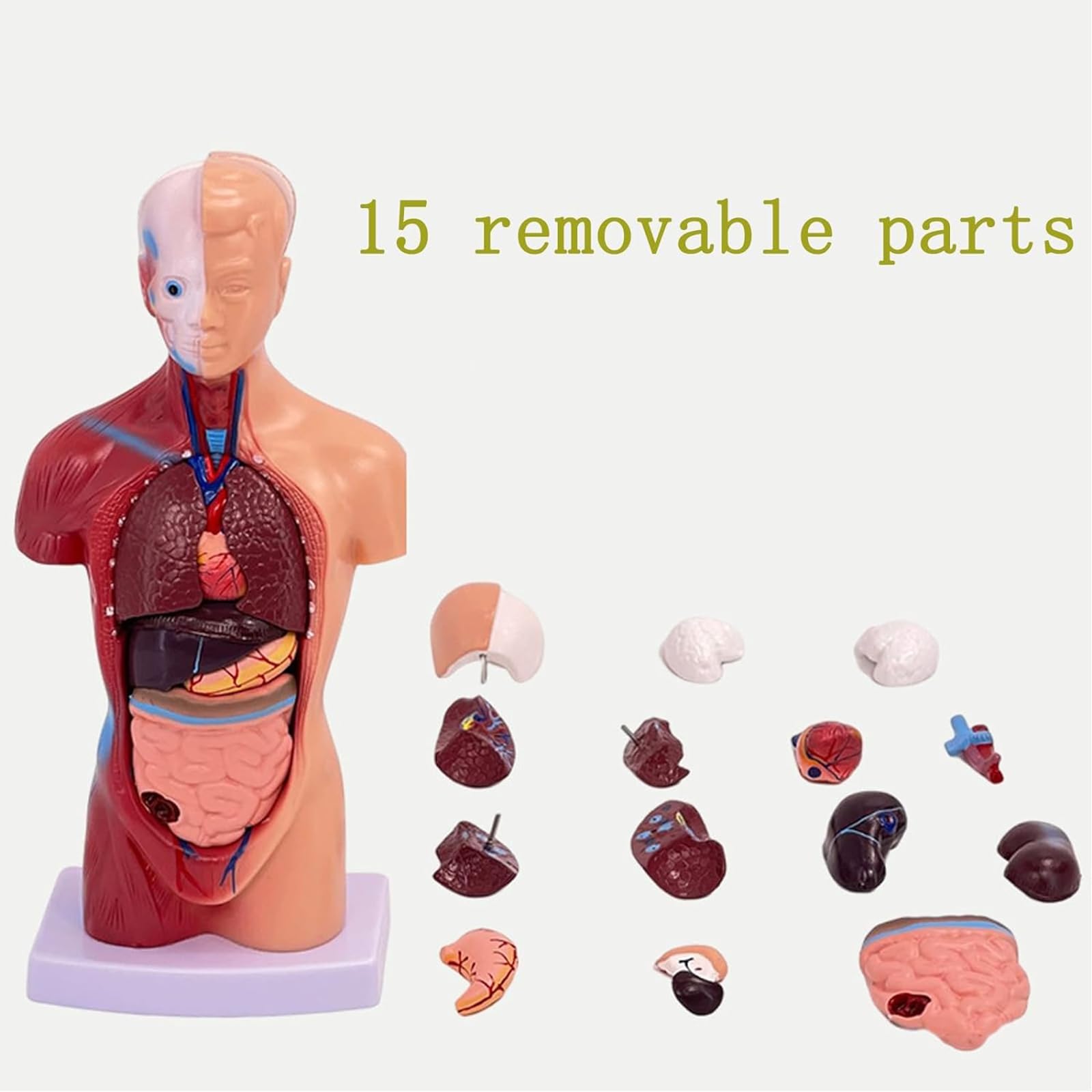 Amazon.co.jp: 人体模型-人体解剖モデル15PCs心臓内臓脳スケルトン学校