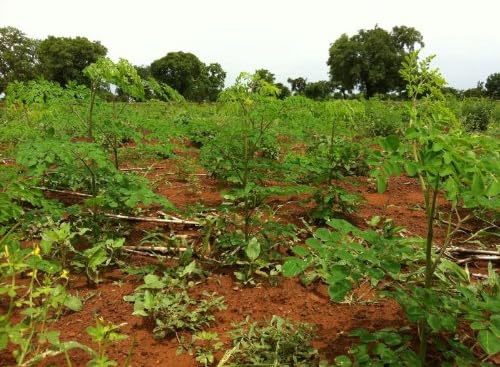 Organic Moringa Leaves 200 Grams