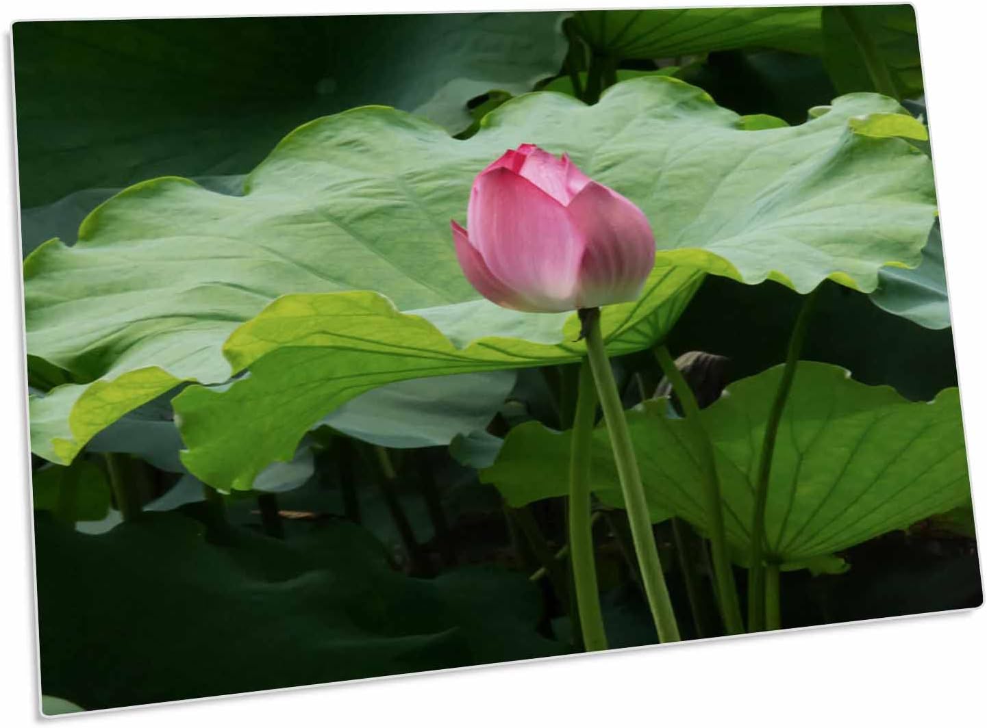 Almohadilla Escritorio 3dRose Lotus Pond 58.4x40.6 cm Goma