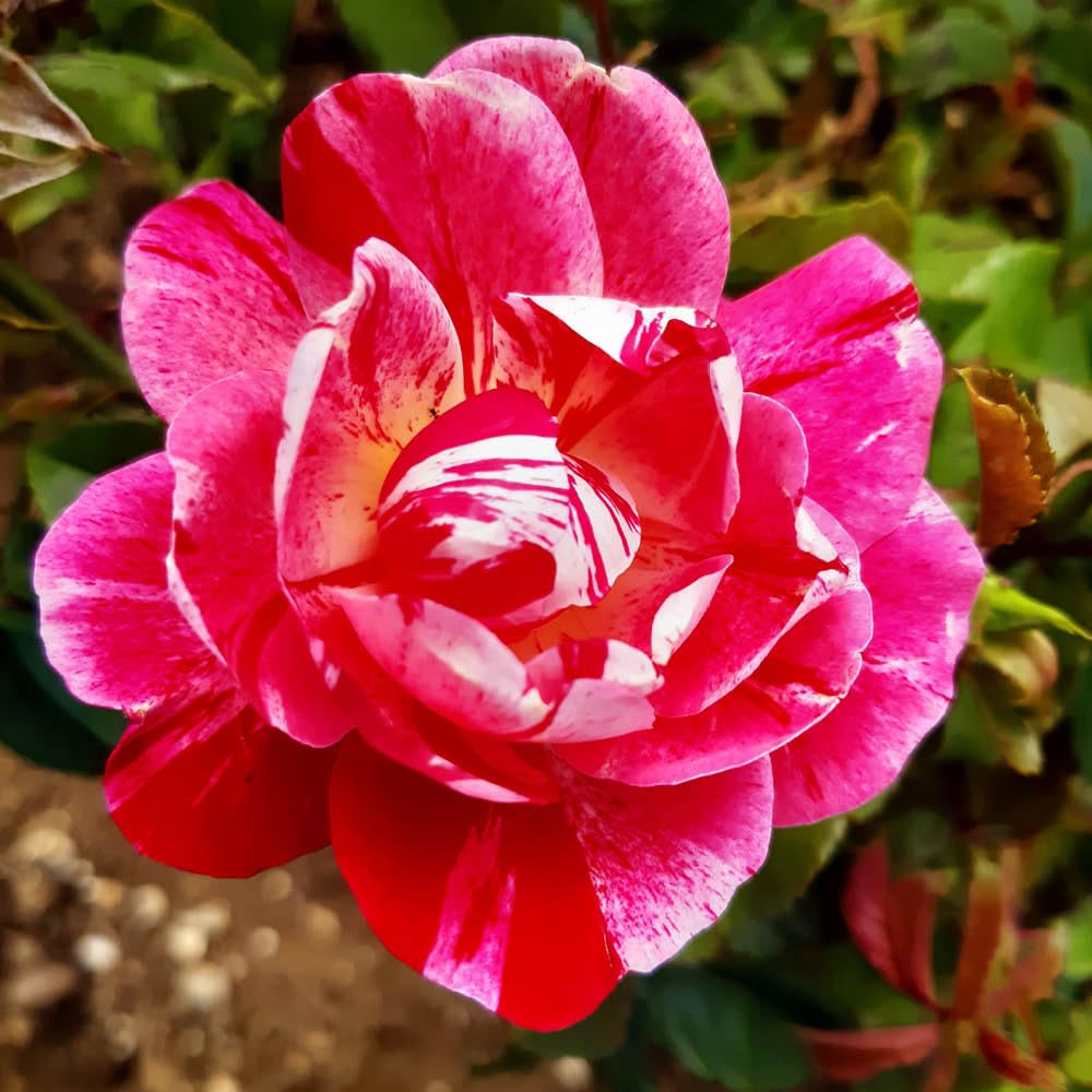 Yougarden Pink, Red, White Harkness Roses Rosemary's Rose, Climbing Repeat Flowering Scarlet Striped Established 4 Litre Pot Garden Trellis
