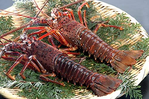 Amazon 宇和海産 伊勢海老 イセエビ 冷凍 2 3尾 1kg 刺身 焼物 茹でる 汁物 宇和海の幸問屋 宇和海の幸問屋 エビ 通販