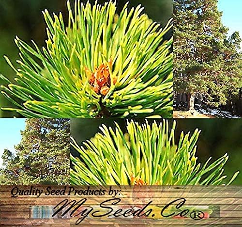 Miniatura 6 de Semillas para árbol de pino sin transgénicos de MySeeds.Co