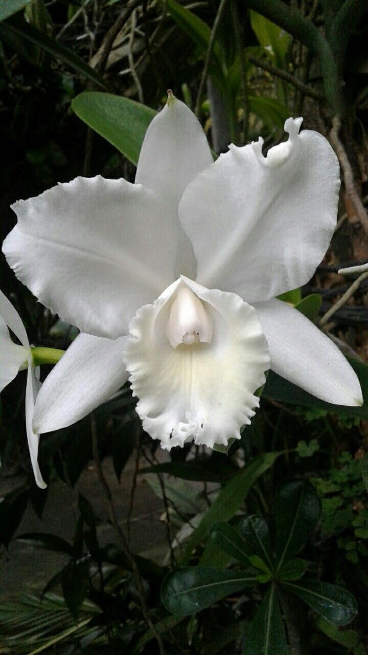 Amazon.com : New Fresh 40pcs Cattleya Orchids Flower Seeds Generic